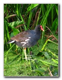 Green-Cay-Wetlands-Boynton-Beach-FL-019