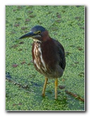 Green-Cay-Wetlands-Boynton-Beach-FL-020