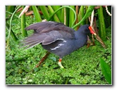 Green-Cay-Wetlands-Boynton-Beach-FL-022