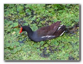 Green-Cay-Wetlands-Boynton-Beach-FL-023