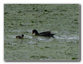 Green-Cay-Wetlands-Boynton-Beach-FL-024
