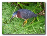 Green-Cay-Wetlands-Boynton-Beach-FL-025