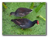 Green-Cay-Wetlands-Boynton-Beach-FL-026