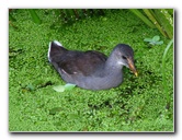 Green-Cay-Wetlands-Boynton-Beach-FL-027