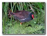 Green-Cay-Wetlands-Boynton-Beach-FL-030