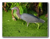 Green-Cay-Wetlands-Boynton-Beach-FL-033