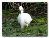 Green-Cay-Wetlands-Boynton-Beach-FL-037