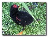 Green-Cay-Wetlands-Boynton-Beach-FL-038