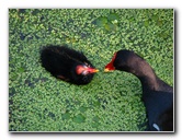 Green-Cay-Wetlands-Boynton-Beach-FL-039