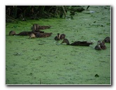 Green-Cay-Wetlands-Boynton-Beach-FL-041