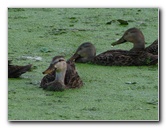 Green-Cay-Wetlands-Boynton-Beach-FL-042
