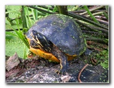 Green-Cay-Wetlands-Boynton-Beach-FL-043