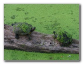 Green-Cay-Wetlands-Boynton-Beach-FL-044