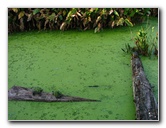 Green-Cay-Wetlands-Boynton-Beach-FL-045