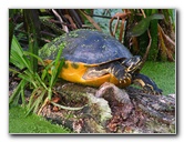 Green-Cay-Wetlands-Boynton-Beach-FL-046