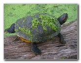 Green-Cay-Wetlands-Boynton-Beach-FL-047