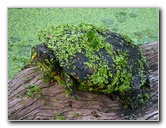 Green-Cay-Wetlands-Boynton-Beach-FL-048