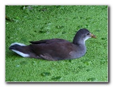 Green-Cay-Wetlands-Boynton-Beach-FL-049