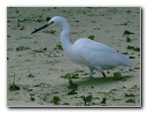 Green-Cay-Wetlands-Boynton-Beach-FL-054