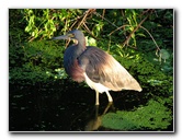 Green-Cay-Wetlands-Boynton-Beach-FL-056