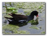 Green-Cay-Wetlands-Boynton-Beach-FL-058