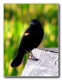 Green-Cay-Wetlands-Boynton-Beach-FL-061