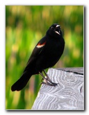 Green-Cay-Wetlands-Boynton-Beach-FL-062