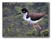 Green-Cay-Wetlands-Boynton-Beach-FL-064