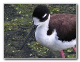 Green-Cay-Wetlands-Boynton-Beach-FL-065