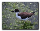 Green-Cay-Wetlands-Boynton-Beach-FL-066