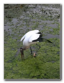 Green-Cay-Wetlands-Boynton-Beach-FL-067