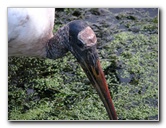 Green-Cay-Wetlands-Boynton-Beach-FL-071
