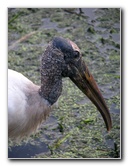 Green-Cay-Wetlands-Boynton-Beach-FL-073