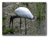 Green-Cay-Wetlands-Boynton-Beach-FL-074