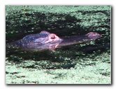 Green-Cay-Wetlands-Boynton-Beach-FL-076