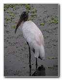 Green-Cay-Wetlands-Boynton-Beach-FL-079