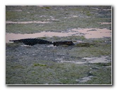 Green-Cay-Wetlands-Boynton-Beach-FL-080