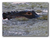 Green-Cay-Wetlands-Boynton-Beach-FL-081