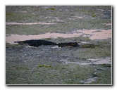 Green-Cay-Wetlands-Boynton-Beach-FL-082