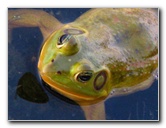 Green-Cay-Wetlands-Boynton-Beach-FL-085