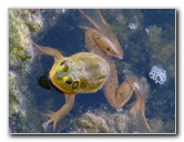 Green-Cay-Wetlands-Boynton-Beach-FL-086
