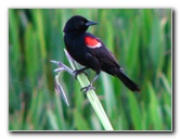 Green-Cay-Wetlands-Boynton-Beach-FL-088