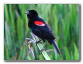 Green-Cay-Wetlands-Boynton-Beach-FL-089