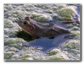 Green-Cay-Wetlands-Boynton-Beach-FL-090