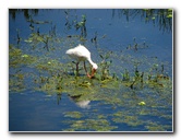 Green-Cay-Wetlands-Boynton-Beach-FL-094