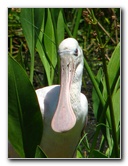Green-Cay-Wetlands-Boynton-Beach-FL-096