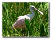 Green-Cay-Wetlands-Boynton-Beach-FL-097