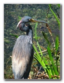 Green-Cay-Wetlands-Boynton-Beach-FL-099