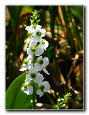 Green-Cay-Wetlands-Boynton-Beach-FL-102