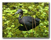 Green-Cay-Wetlands-Boynton-Beach-FL-103